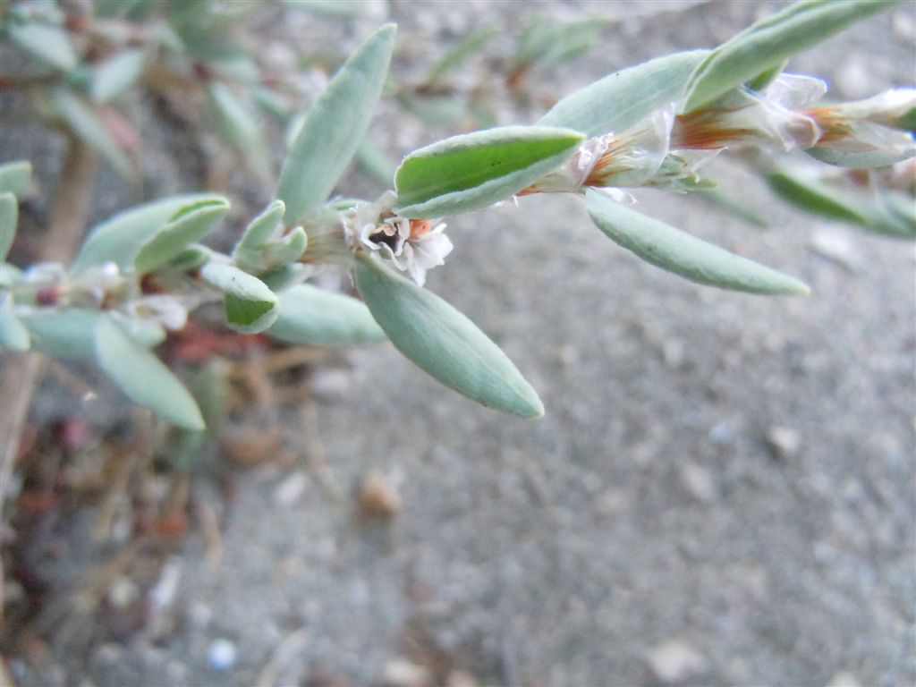 Polygonum maritimum